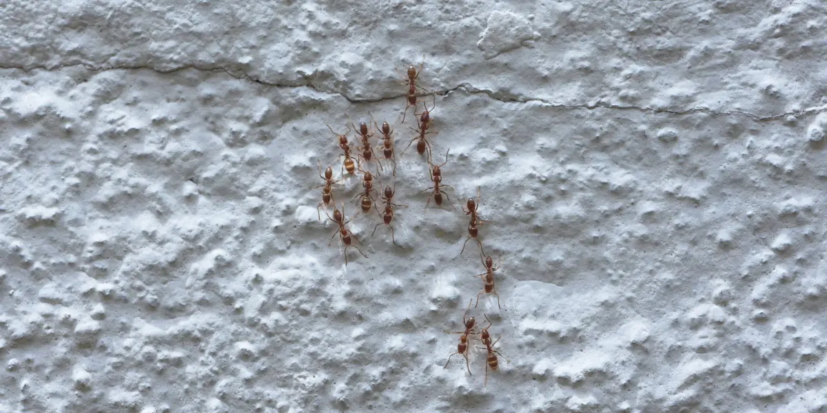 5 soluções para acabar com as formigas em casa