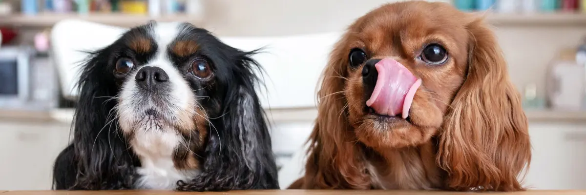 Guia completo de como cuidar de cachorro em apartamento