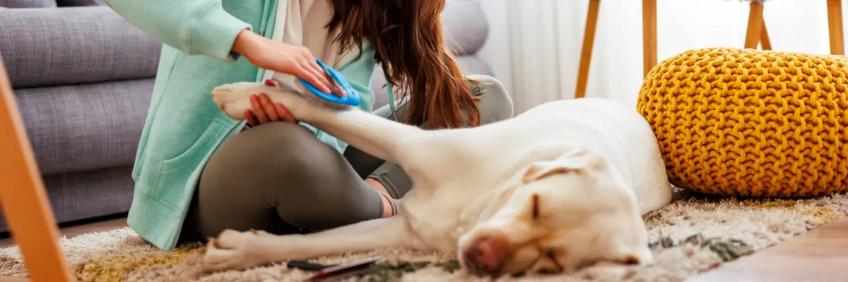 Tutora escovando o pelo do seu cachorro.