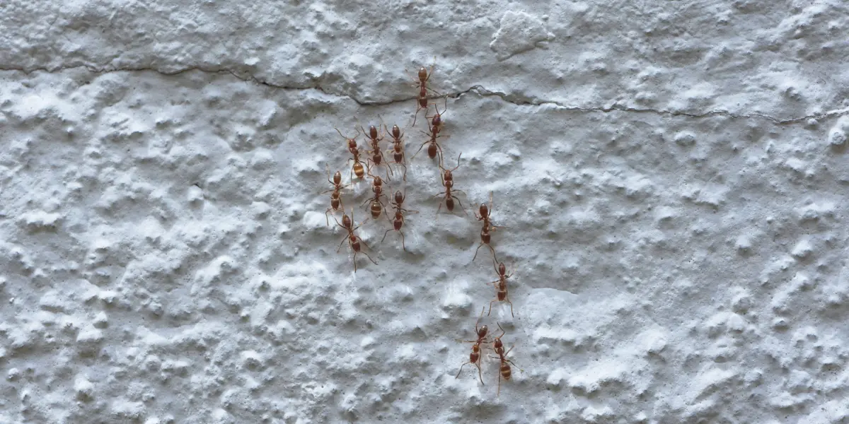 Imagem de formigas caminhando pela parede.