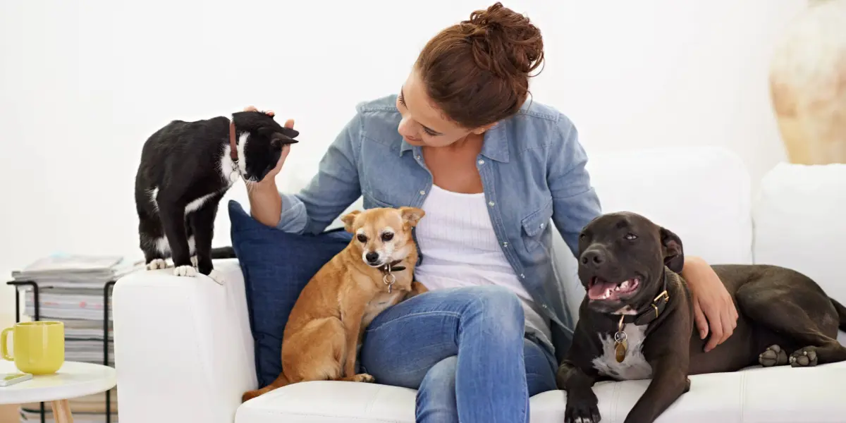 Mulher brincando com animais de estimação no sofá de casa. 